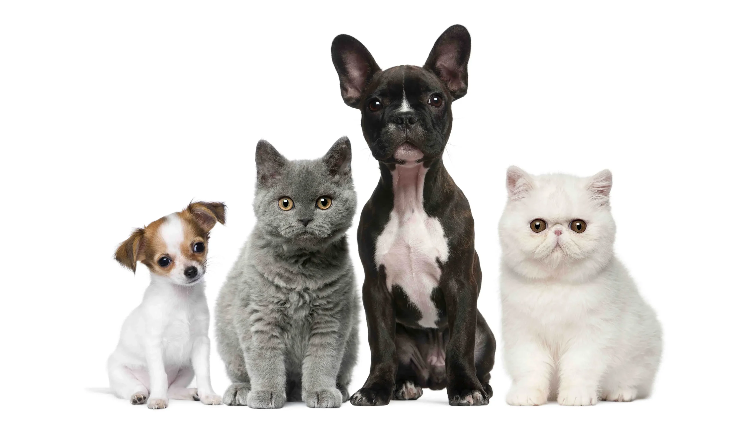 Mehr über den Artikel erfahren CВD für Hunde und Haustiere